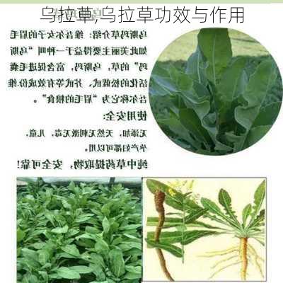 乌拉草,乌拉草功效与作用