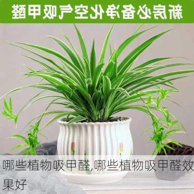 哪些植物吸甲醛,哪些植物吸甲醛效果好-第2张图片-求稳装修网