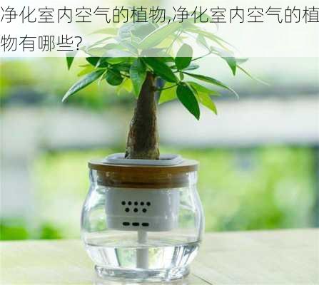 净化室内空气的植物,净化室内空气的植物有哪些?-第1张图片-求稳装修网