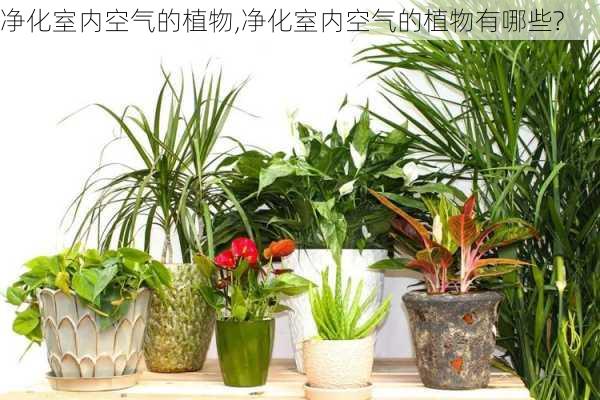 净化室内空气的植物,净化室内空气的植物有哪些?-第3张图片-求稳装修网