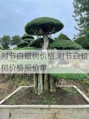 对节白蜡树价格,对节白蜡树价格报价单