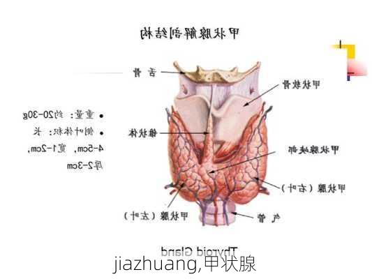 jiazhuang,甲状腺-第2张图片-求稳装修网