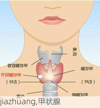 jiazhuang,甲状腺-第1张图片-求稳装修网