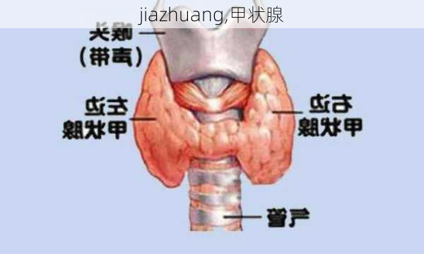 jiazhuang,甲状腺-第3张图片-求稳装修网