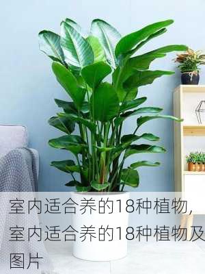 室内适合养的18种植物,室内适合养的18种植物及图片-第1张图片-求稳装修网