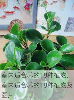 室内适合养的18种植物,室内适合养的18种植物及图片-第2张图片-求稳装修网