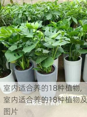 室内适合养的18种植物,室内适合养的18种植物及图片-第3张图片-求稳装修网