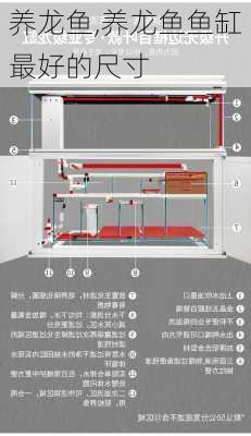 养龙鱼,养龙鱼鱼缸最好的尺寸-第3张图片-求稳装修网