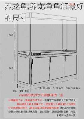 养龙鱼,养龙鱼鱼缸最好的尺寸-第2张图片-求稳装修网