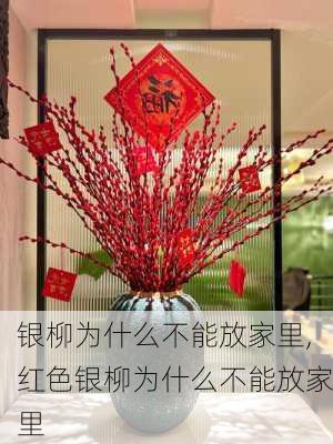 银柳为什么不能放家里,红色银柳为什么不能放家里-第2张图片-求稳装修网