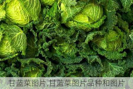 甘蓝菜图片,甘蓝菜图片品种和图片-第3张图片-求稳装修网