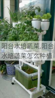 阳台水培蔬菜,阳台水培蔬菜怎么种植-第1张图片-求稳装修网