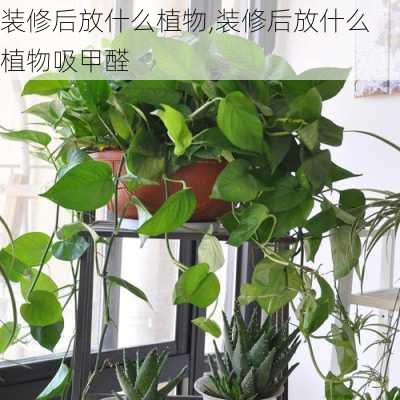 装修后放什么植物,装修后放什么植物吸甲醛